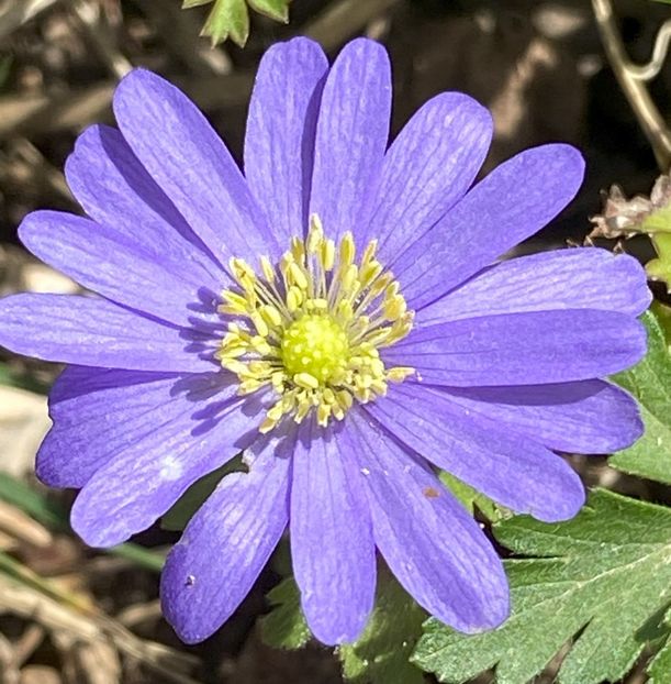 Anemone Blue Shades (2022, April 14) - Anemone Blue Shades