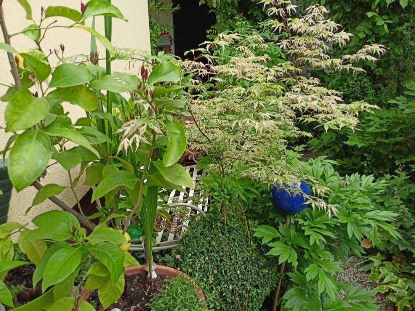 Ukigumo - Grădina 2024 continuare 1