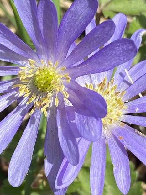 Anemone Blue Shades (2022, April 14) - Anemone Blue Shades