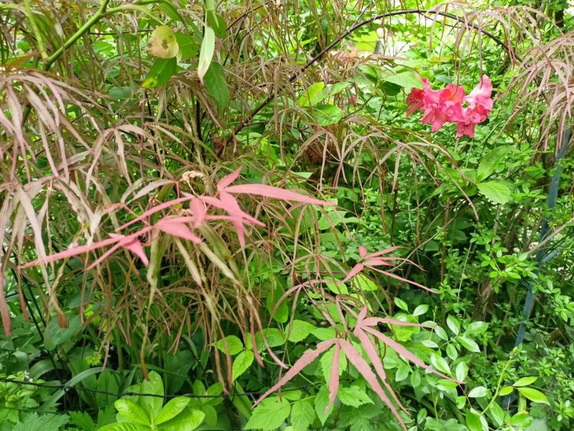 Hubbs Red Willow - Grădina 2024 continuare 1