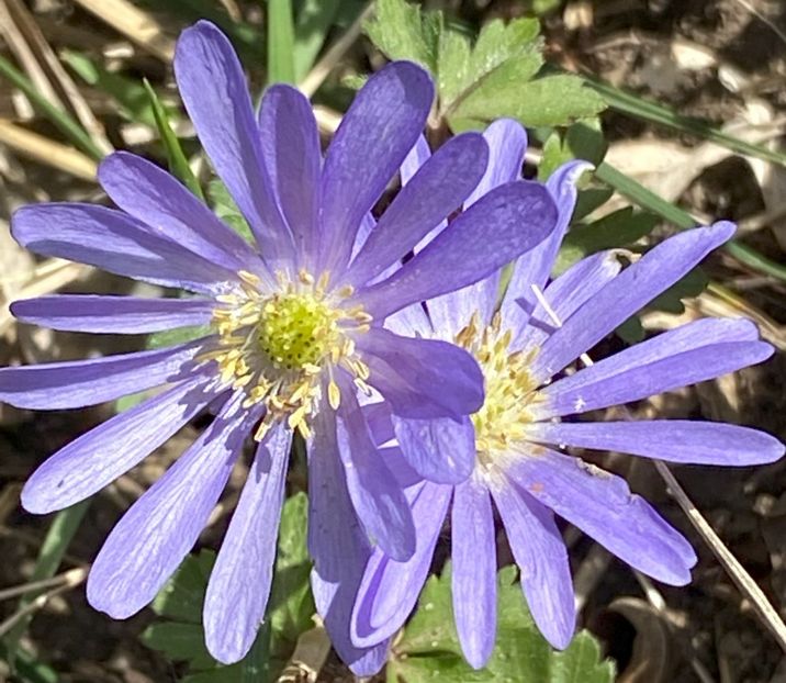 Anemone Blue Shades (2022, April 14) - Anemone Blue Shades