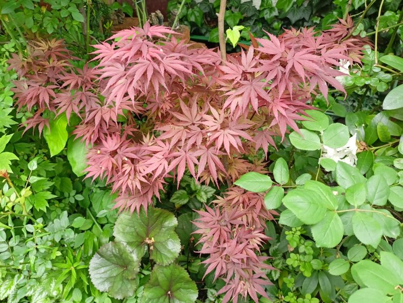 Pixie - Grădina 2024 continuare 1