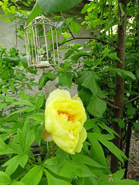  - Grădina 2024 continuare 1