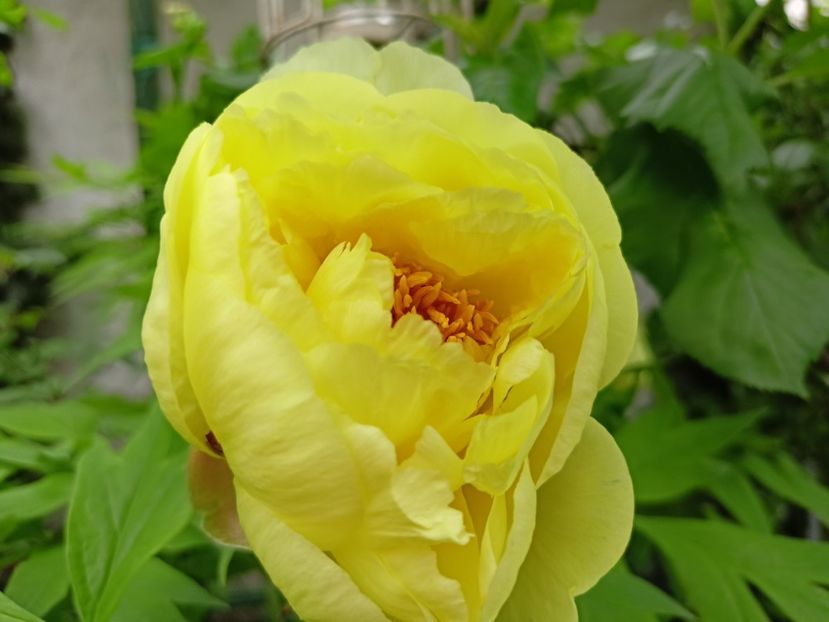  - Grădina 2024 continuare 1