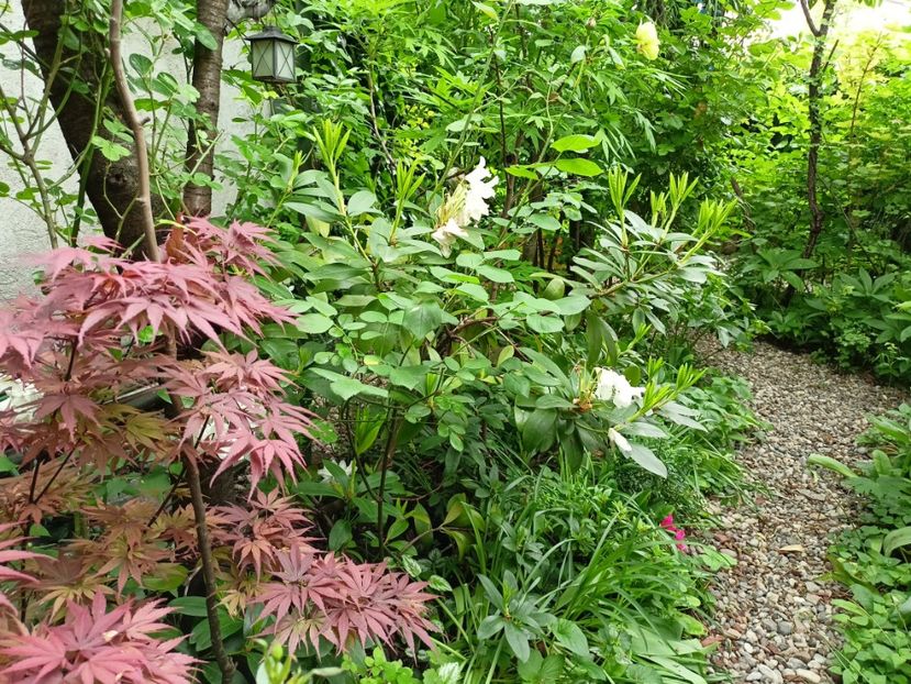  - Grădina 2024 continuare 1