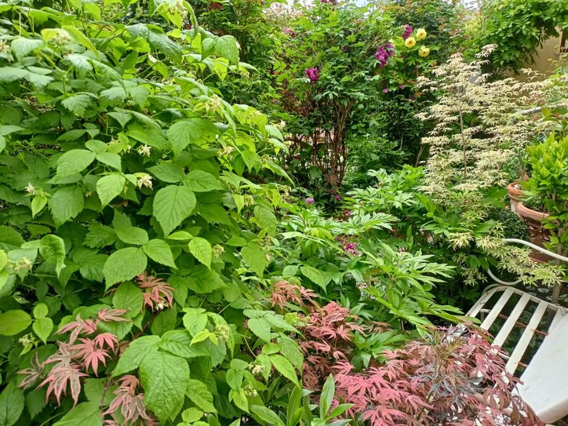  - Grădina 2024 continuare 1