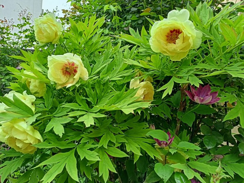  - Grădina 2024 continuare 1