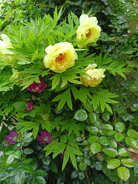  - Grădina 2024 continuare 1