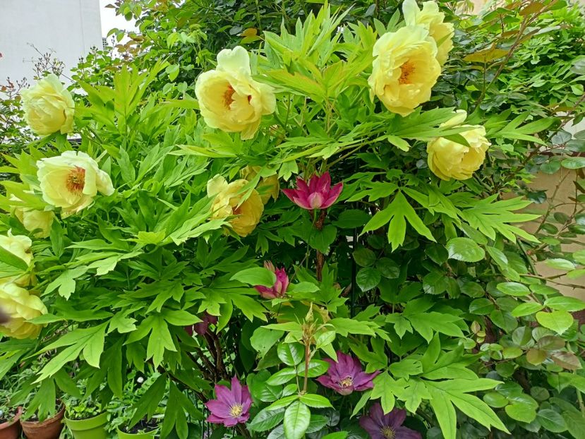  - Grădina 2024 continuare 1