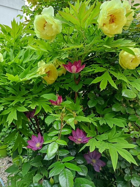  - Grădina 2024 continuare 1