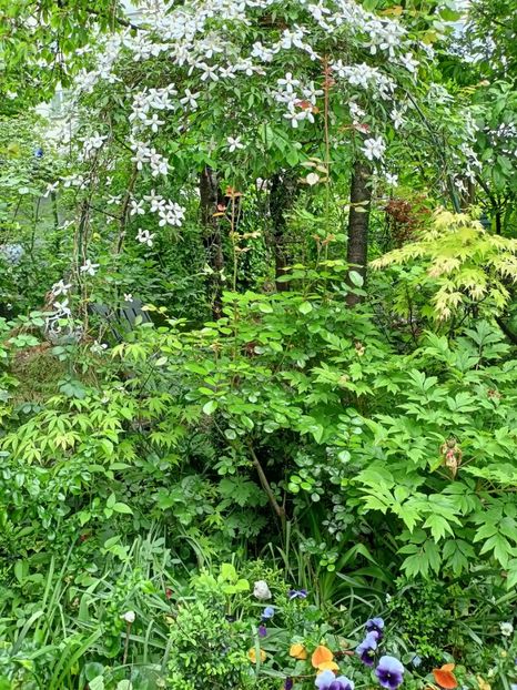  - Grădina 2024 continuare 1