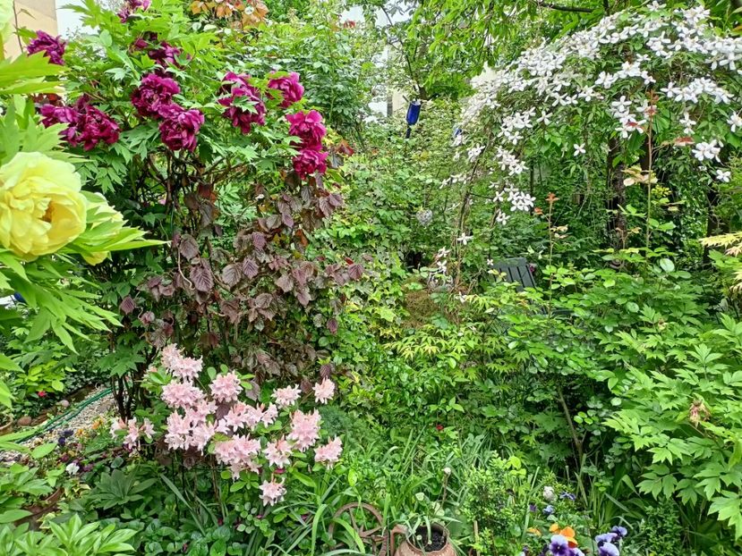  - Grădina 2024 continuare 1