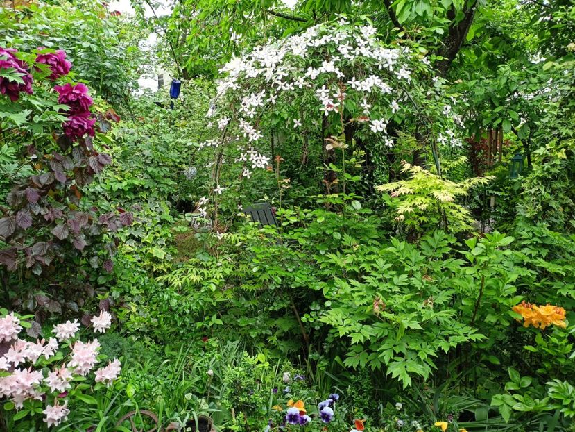  - Grădina 2024 continuare 1