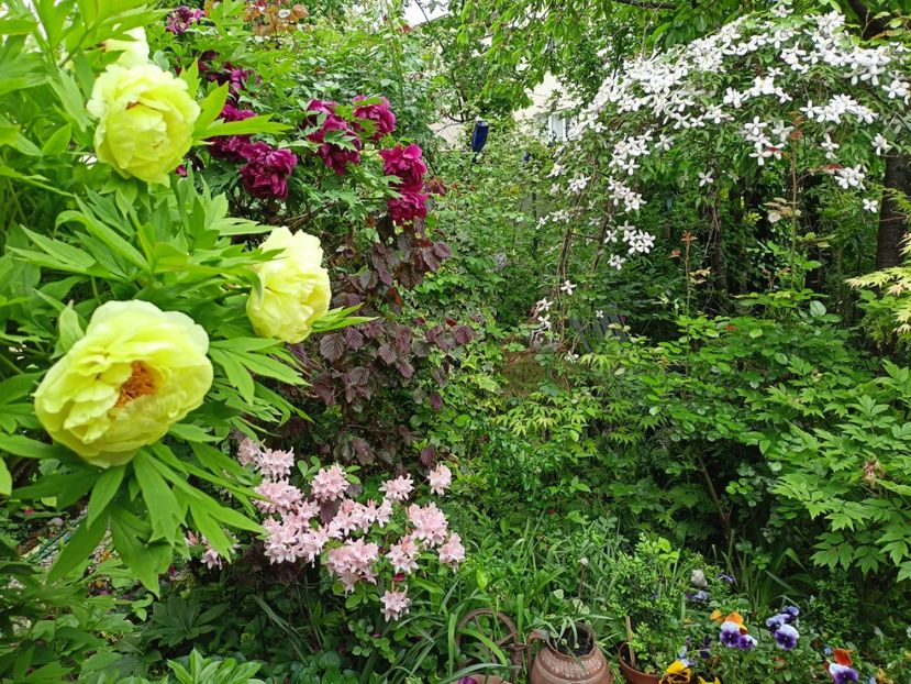  - Grădina 2024 continuare 1