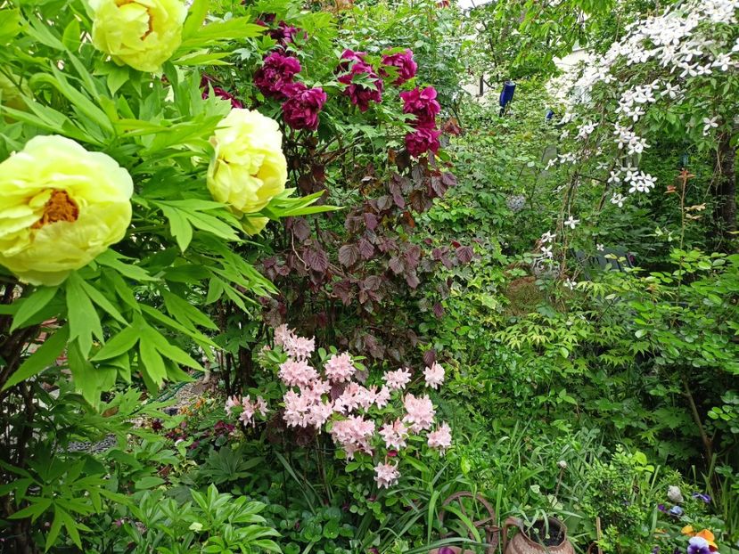  - Grădina 2024 continuare 1