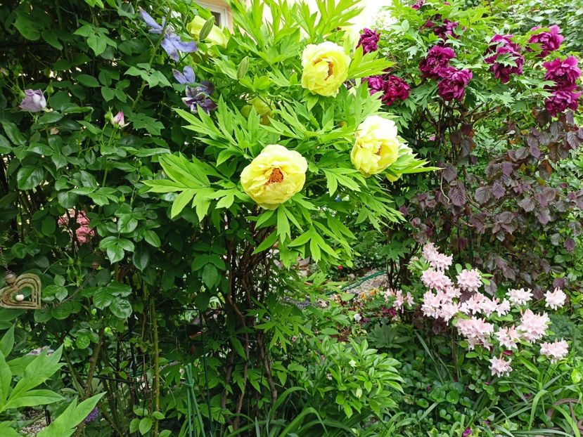  - Grădina 2024 continuare 1