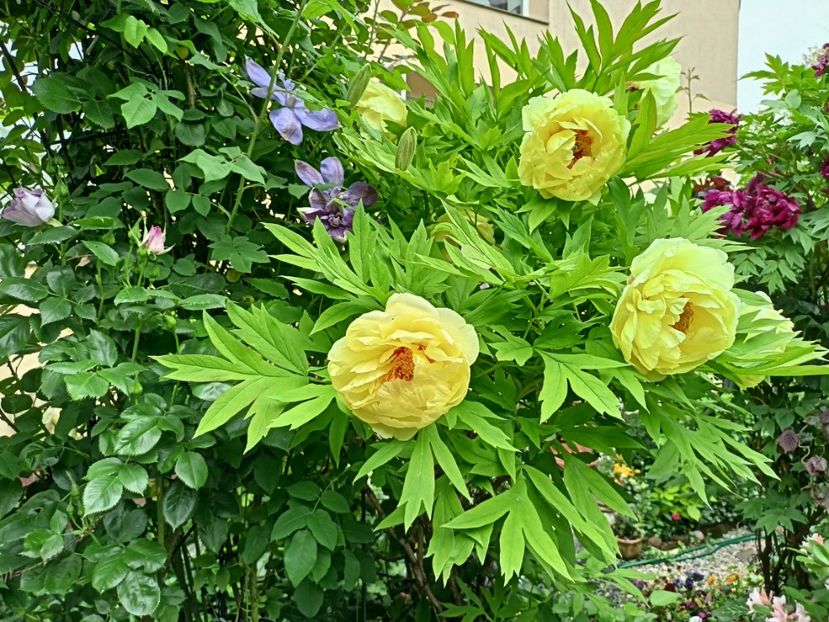  - Grădina 2024 continuare 1