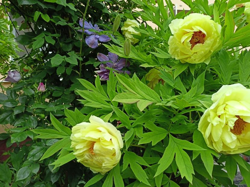  - Grădina 2024 continuare 1