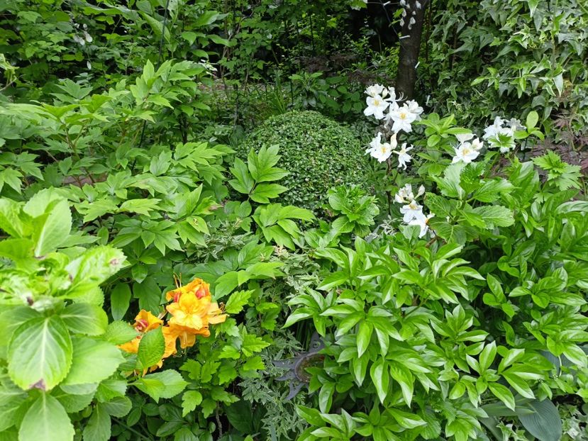  - Grădina 2024 continuare 1