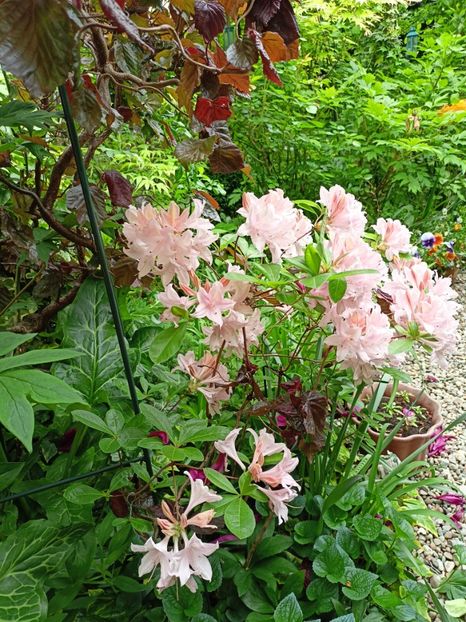  - Grădina 2024 continuare 1