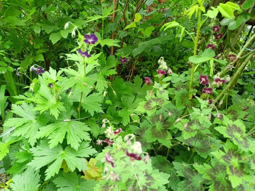 Geranium pheum Klepper și Samobor - Grădina 2024 continuare 1