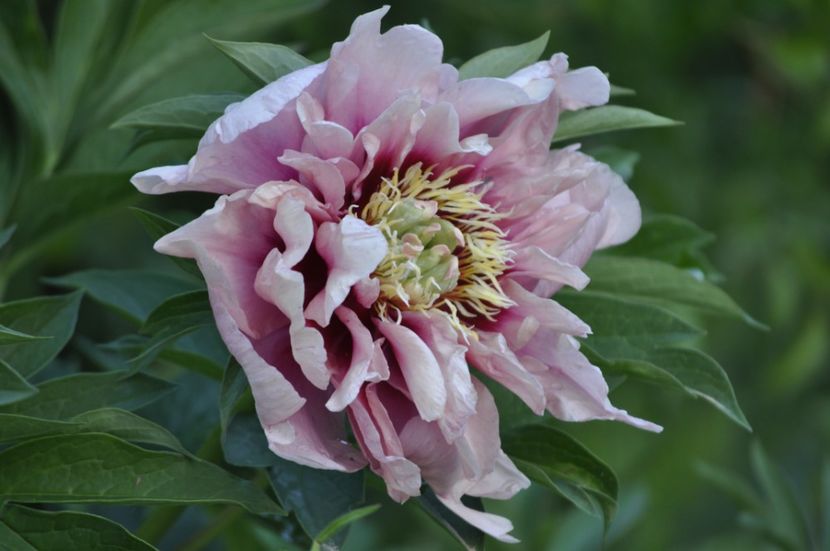 _DSC1497 - BUJORI ITOH 2024