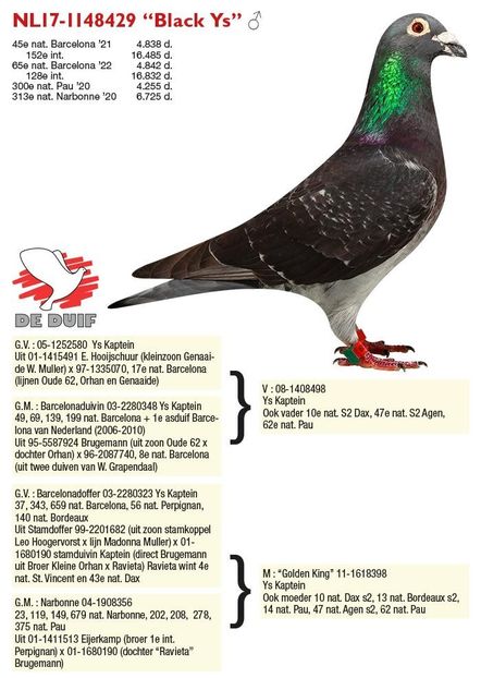 brugemann-gebr-blackys (1) - GEBR BRUGEMANN