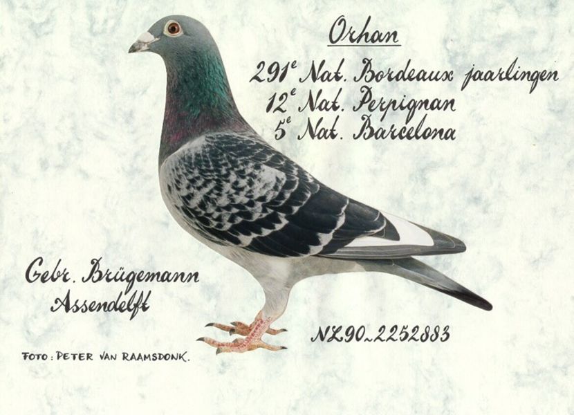 orhan - GEBR BRUGEMANN