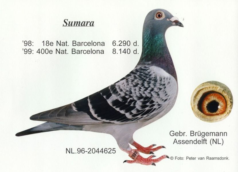 Sumara - GEBR BRUGEMANN