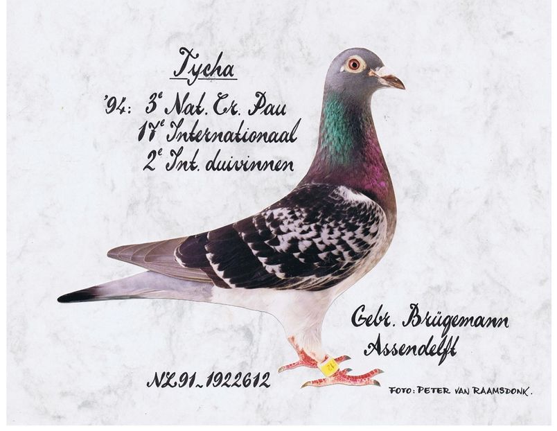 tycha - GEBR BRUGEMANN