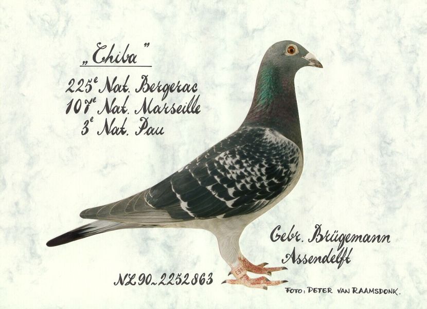 chiba - GEBR BRUGEMANN