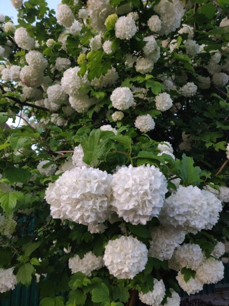Viburnum opulus(călin) - Gradina si terasa PrimaLuce__11-Hello 2024