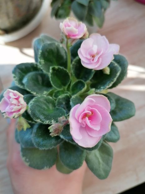  - Sim-Sim Tender Rose