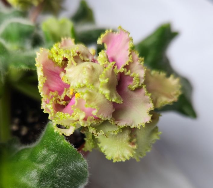 26 aprilie 2024 - LE Sestra Korolevy