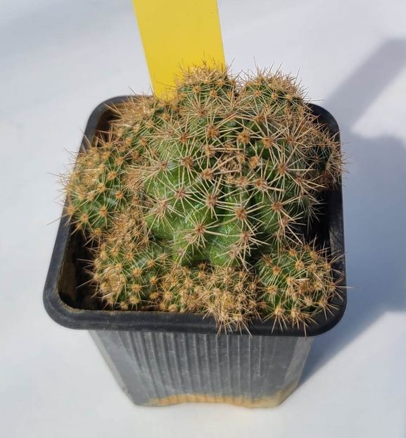 Echinopsis Maria Piazza - 20 lei - 1 Disponibil 2024