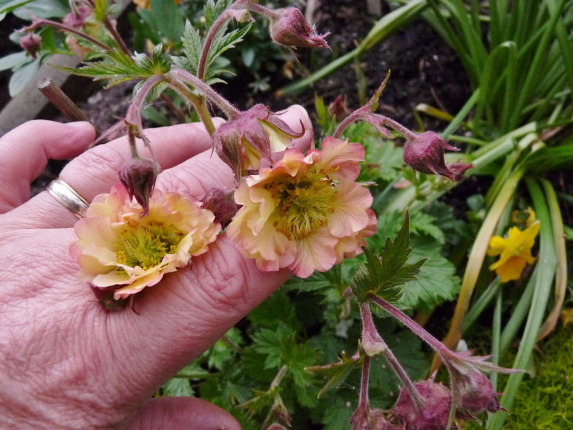 Minusuri, grindina, lapovita,ninsoare in continuare. - 2024 - 01 - Primavara