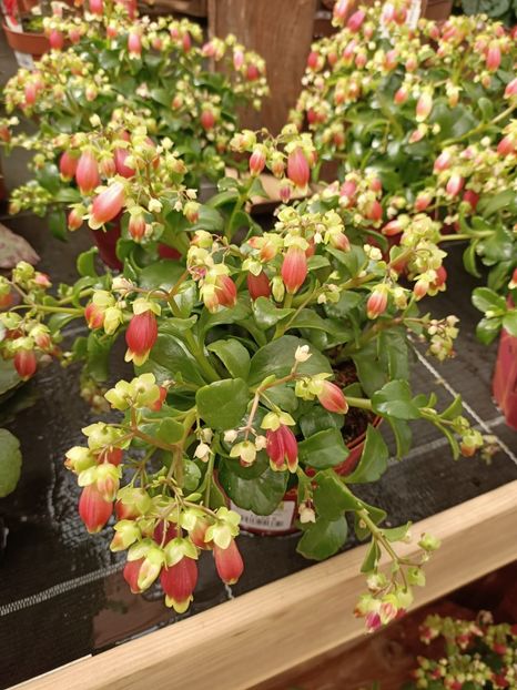 Img.2024.04.26-kalanchoe - Magazinul 3