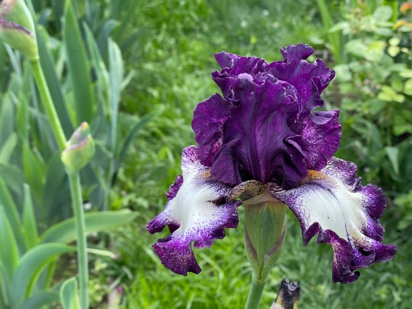  - 002 Grădina 2024 1