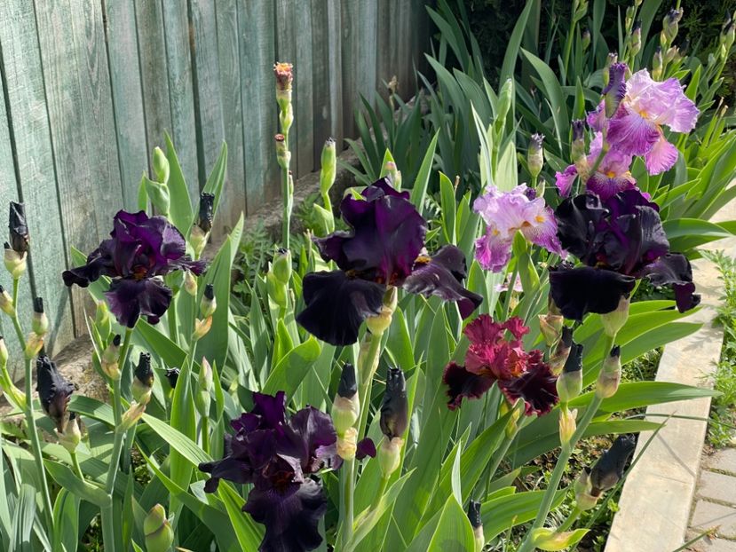  - 002 Grădina 2024 1