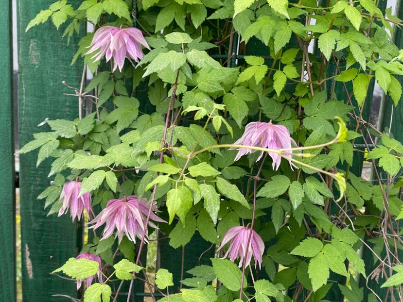  - 002 Grădina 2024 1