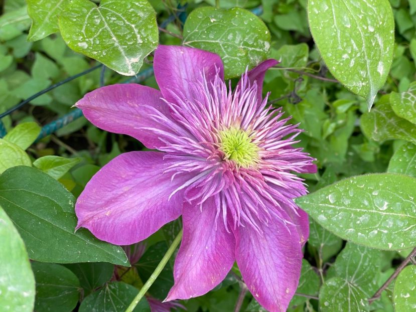  - 002 Grădina 2024 1