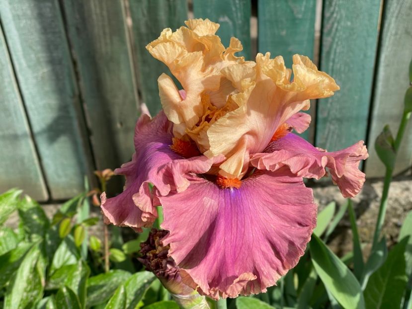  - 002 Grădina 2024 1