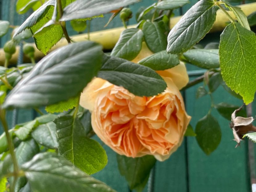  - 002 Grădina 2024 1