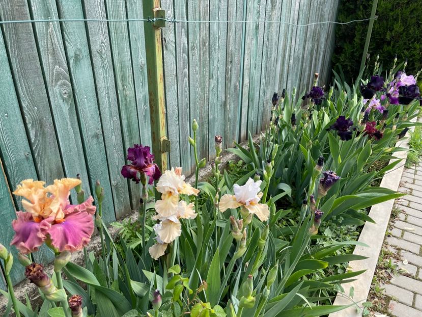  - 002 Grădina 2024 1