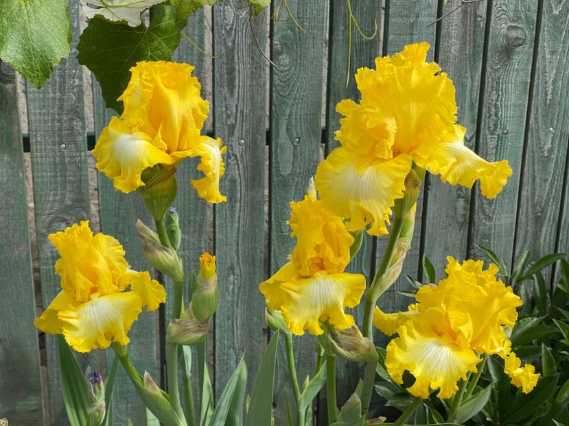  - 002 Grădina 2024 1