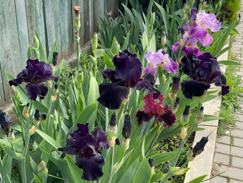  - 002 Grădina 2024 1