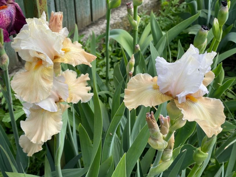  - 002 Grădina 2024 1