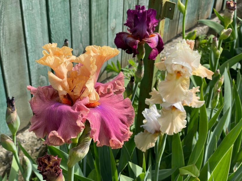  - 002 Grădina 2024 1