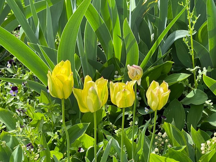  - 002 Grădina 2024 1