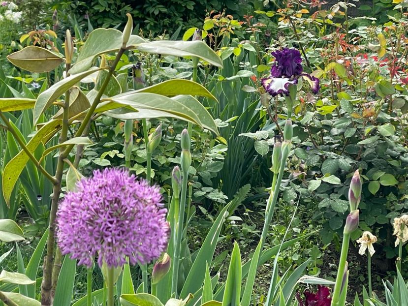  - 002 Grădina 2024 1